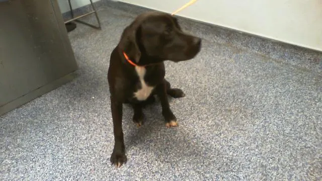 Adoptable Dog