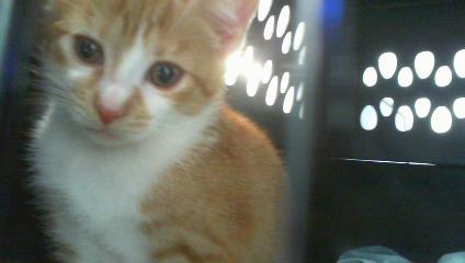 Adoptable Cat