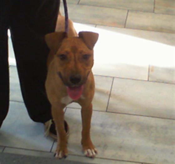 Adoptable Dog