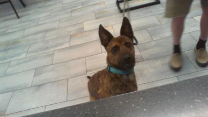 Adoptable Dog