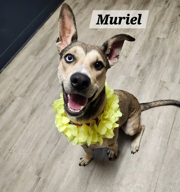 Muriel