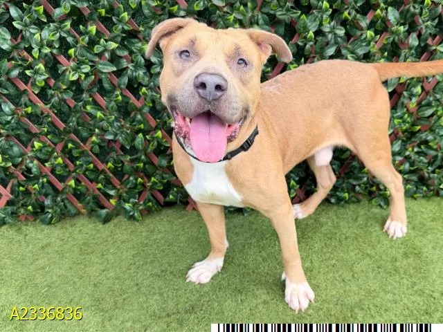 Roco