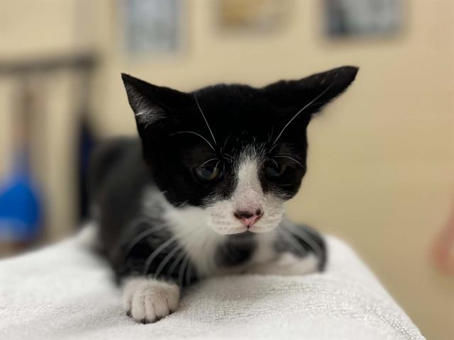 Adoptable Cat
