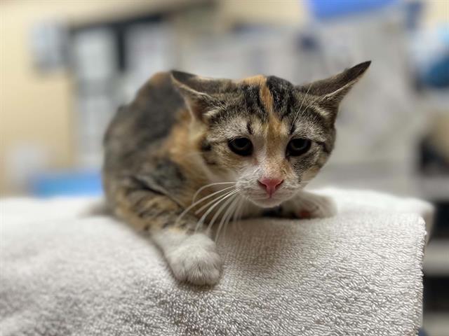 Adoptable Cat