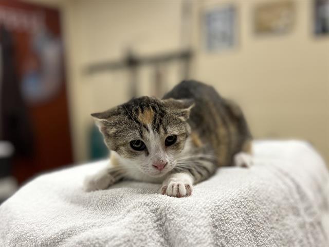 Adoptable Cat