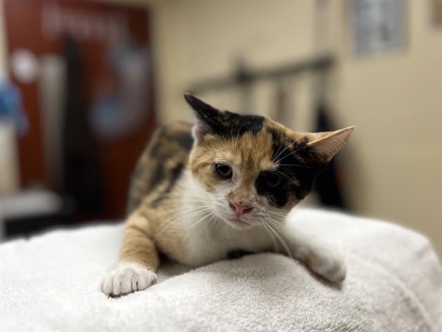 Adoptable Cat