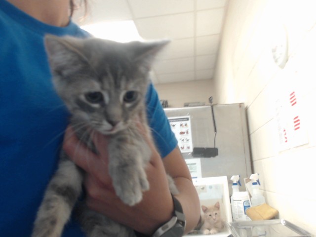 Adoptable Cat