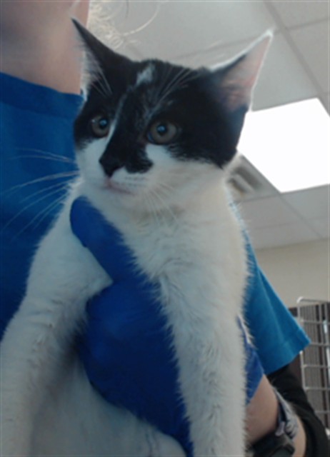 Adoptable Cat