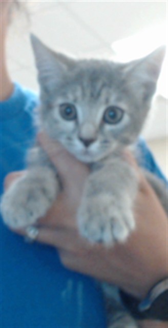 Izzy