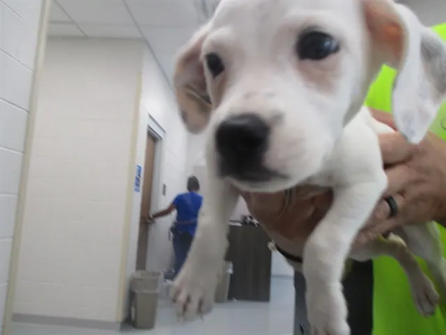 Adoptable Dog