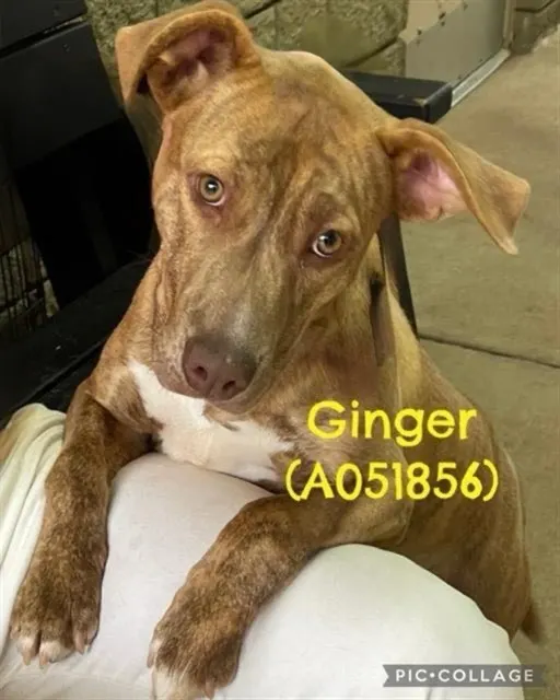 Ginger