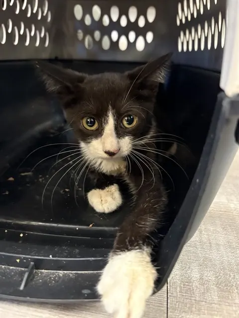 Zeus