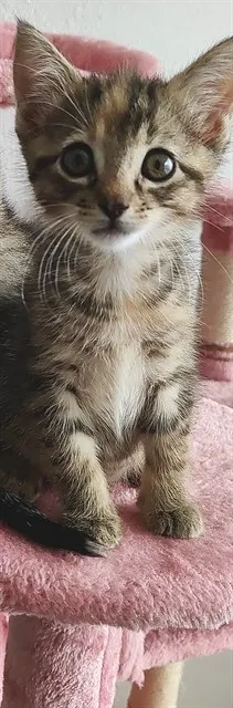 Pepper