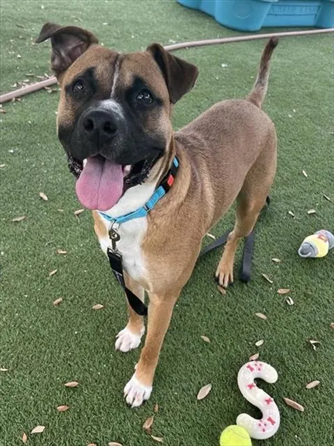 Adoptable Dog
