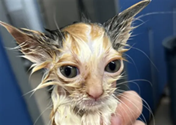 Adoptable Cat