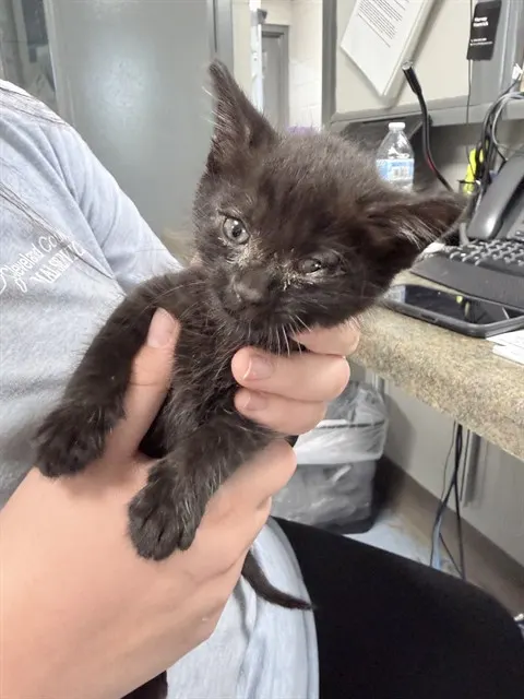 Adoptable Cat