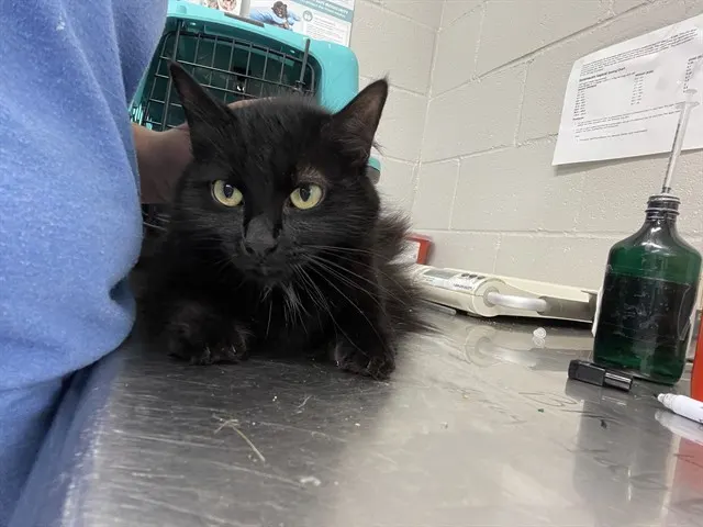 Adoptable Cat