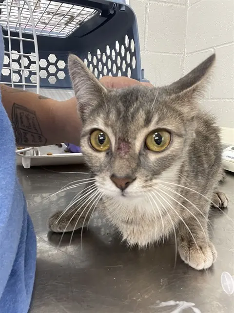 Adoptable Cat