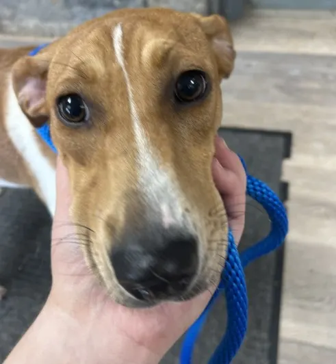 Adoptable Dog