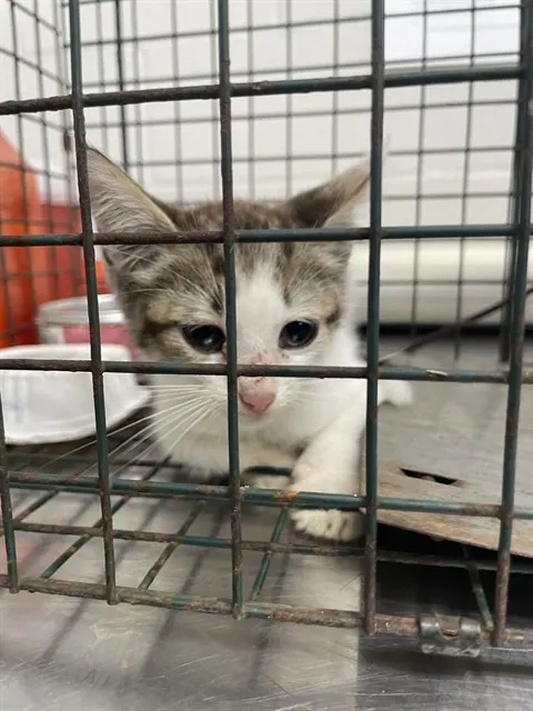 Adoptable Cat