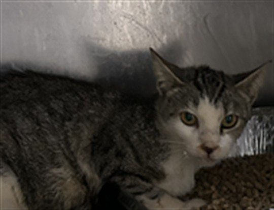 Adoptable Cat