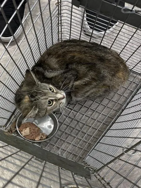 Adoptable Cat