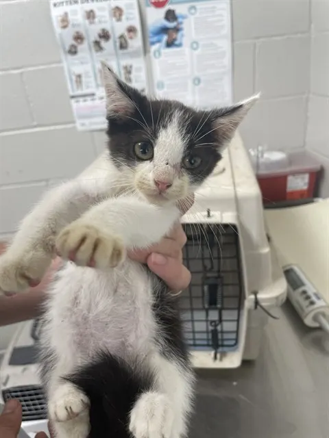 Adoptable Cat