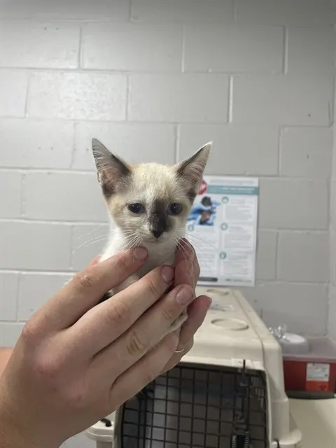 Adoptable Cat