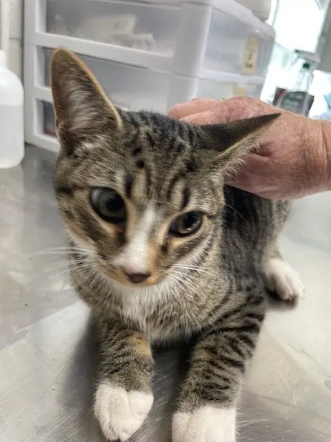 Adoptable Cat