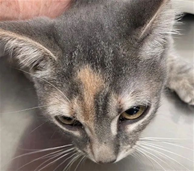 Adoptable Cat