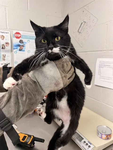 Adoptable Cat