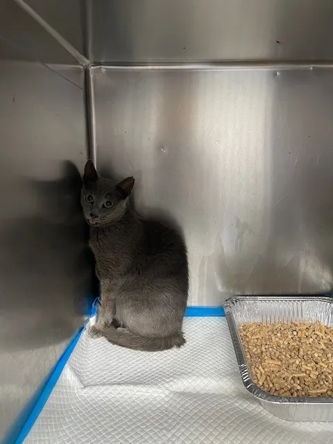 Adoptable Cat