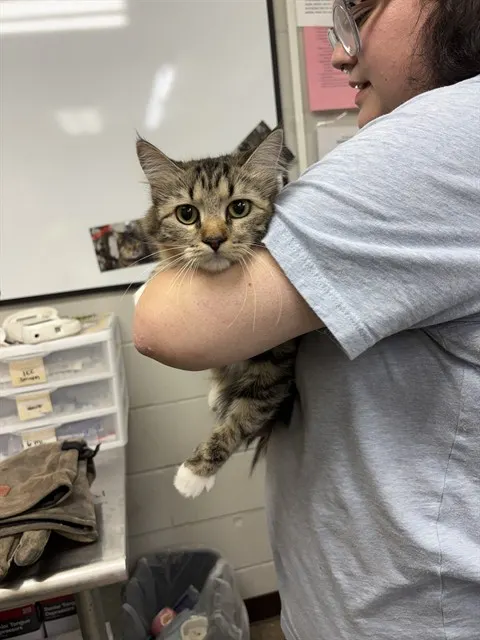 Adoptable Cat