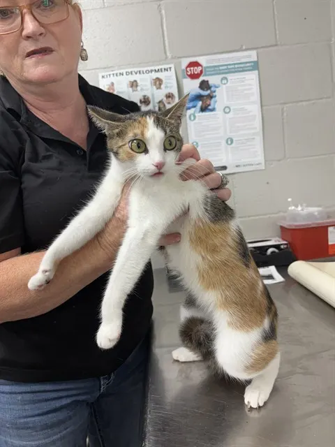 Adoptable Cat