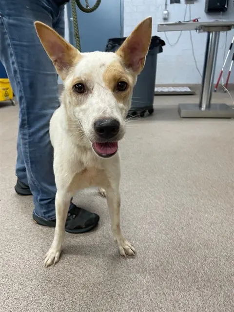 Adoptable Dog