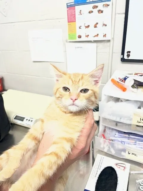 Adoptable Cat