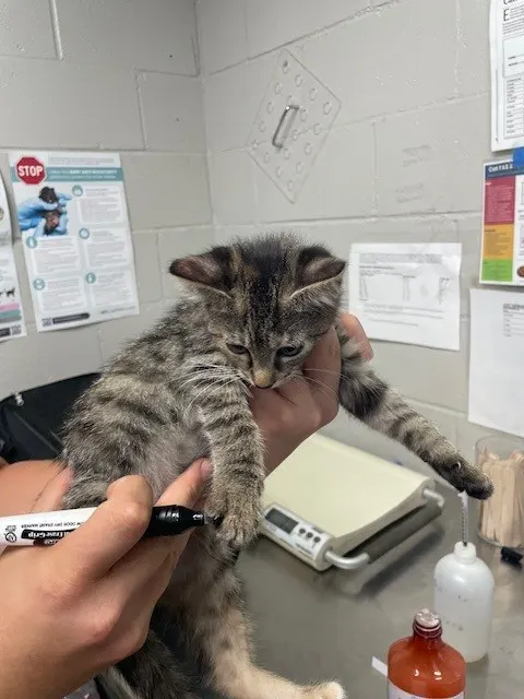 Adoptable Cat