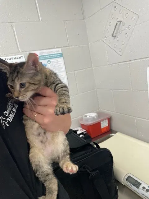 Adoptable Cat