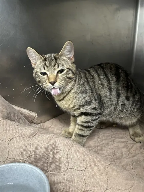 Adoptable Cat