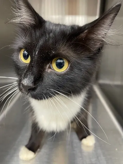 Adoptable Cat