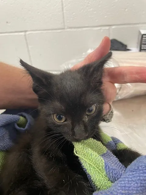 Adoptable Cat