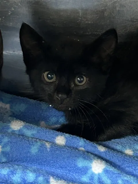 Adoptable Cat