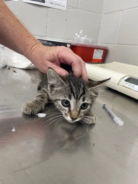 Adoptable Cat