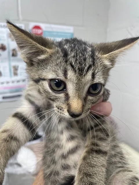 Adoptable Cat