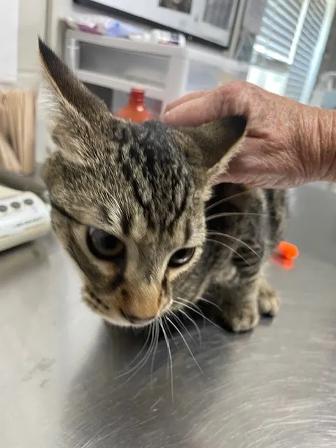 Adoptable Cat