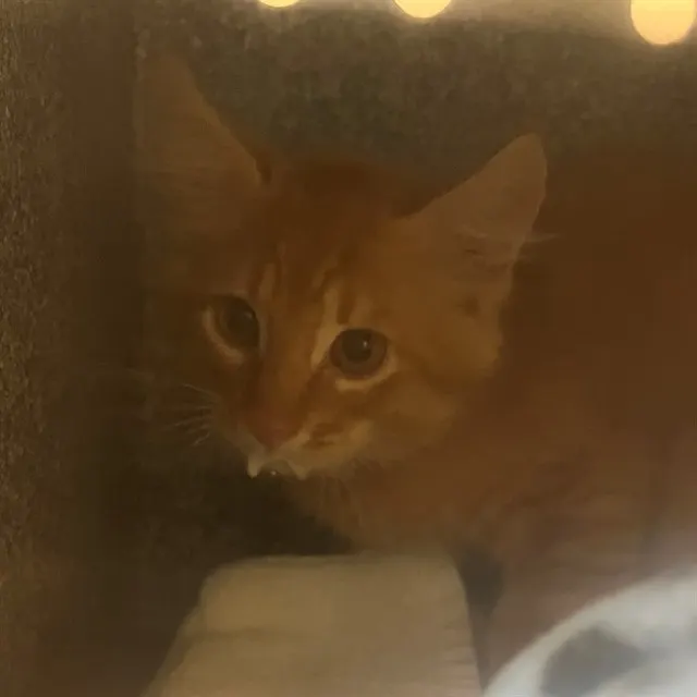 Adoptable Cat