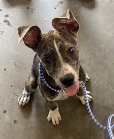 Ears
