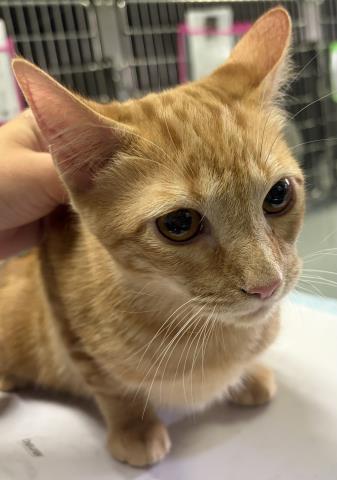 Caramel Pretzel