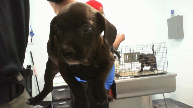 Adoptable Dog