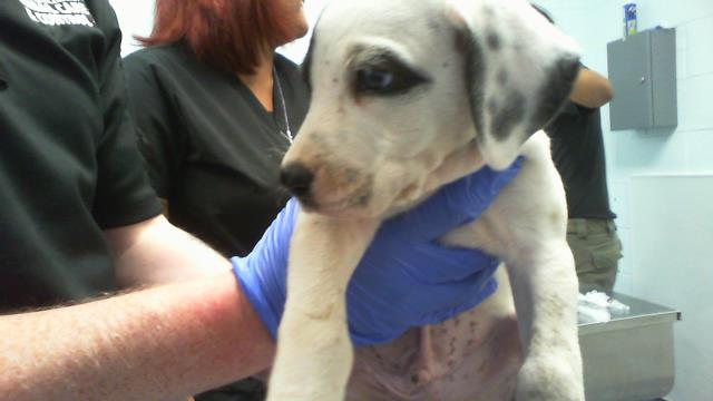 Adoptable Dog